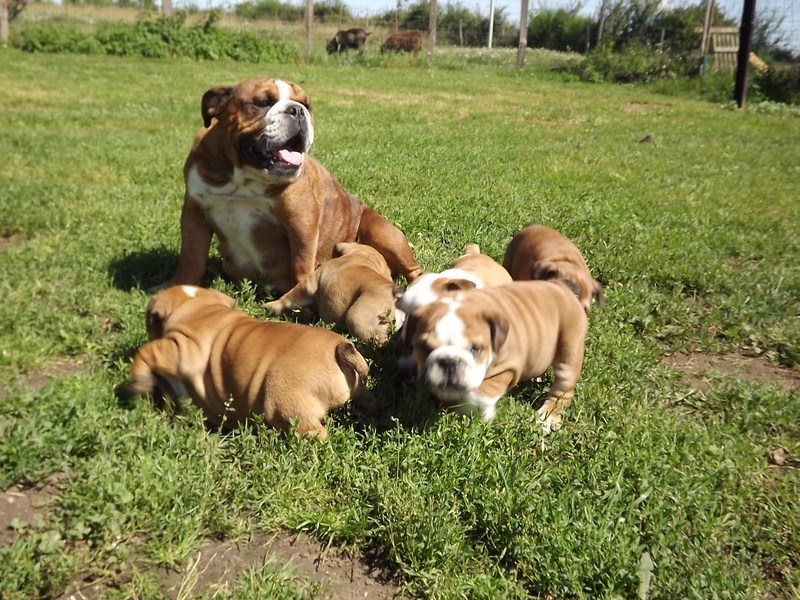 chiot Bulldog Anglais des gardiens de feu