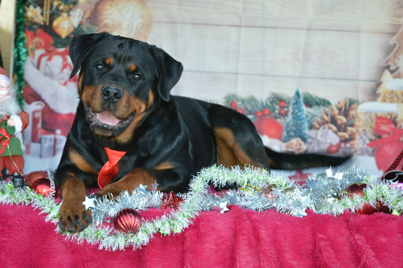 Akina des gardiens de feu