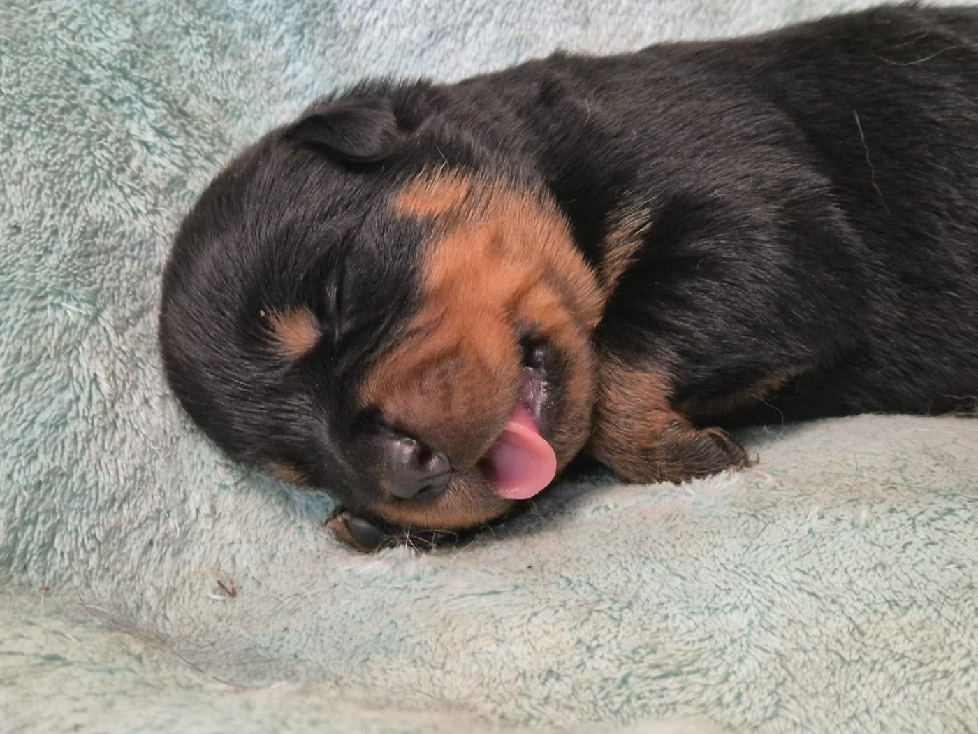 des gardiens de feu - Chiots disponibles - Rottweiler