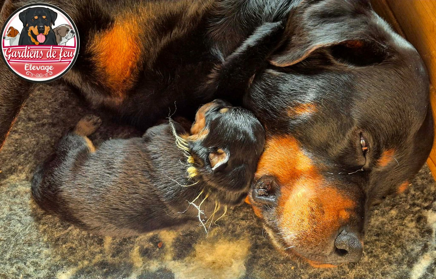 Chiot Rottweiler des gardiens de feu