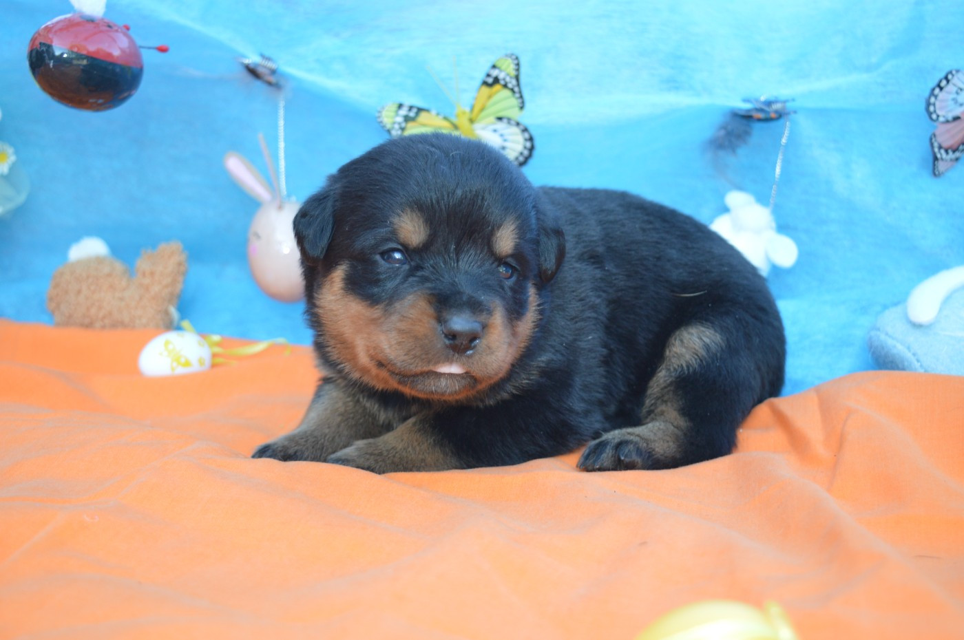 des gardiens de feu - Chiots disponibles - Rottweiler