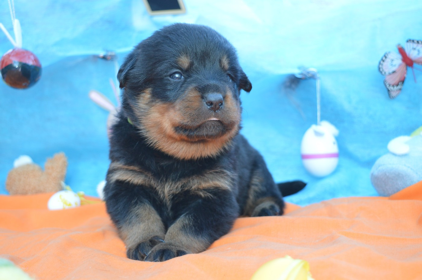 des gardiens de feu - Chiots disponibles - Rottweiler