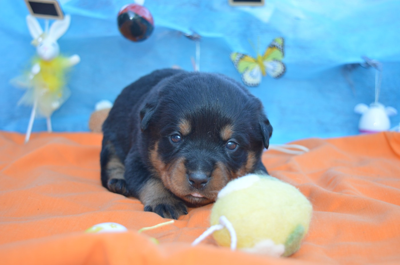 des gardiens de feu - Chiots disponibles - Rottweiler