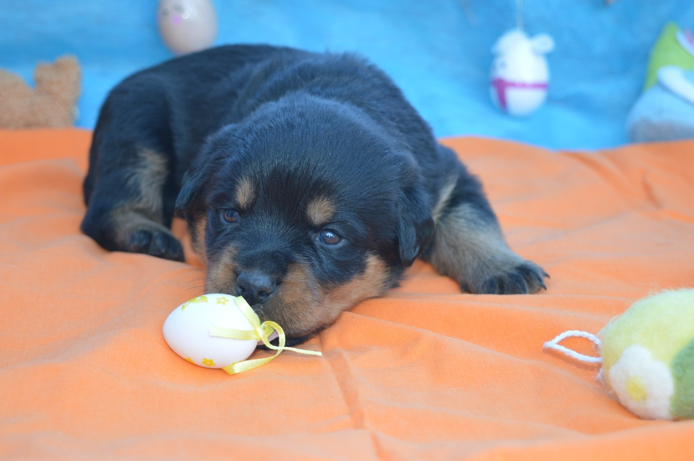 des gardiens de feu - Chiots disponibles - Rottweiler