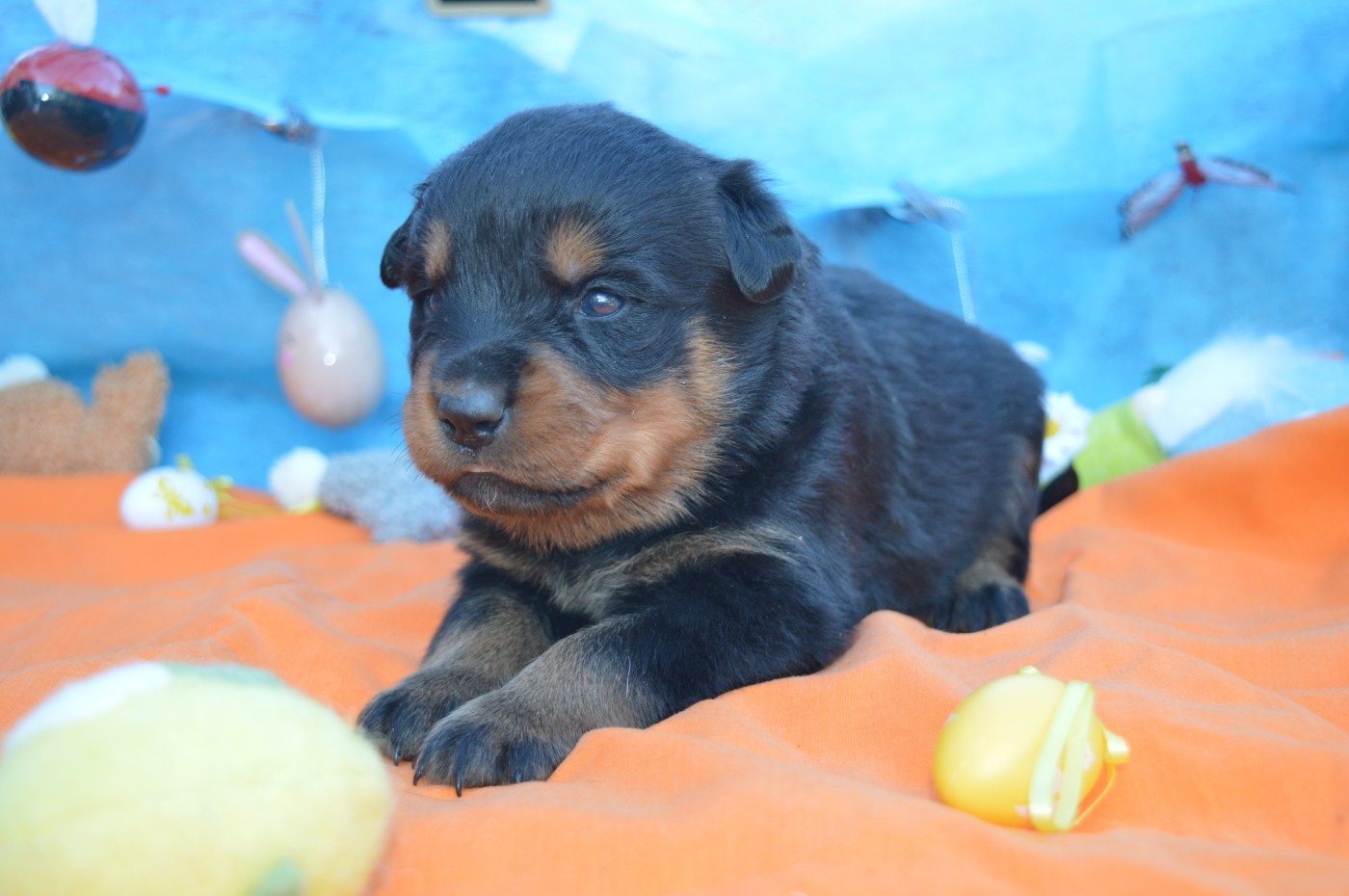des gardiens de feu - Chiots disponibles - Rottweiler