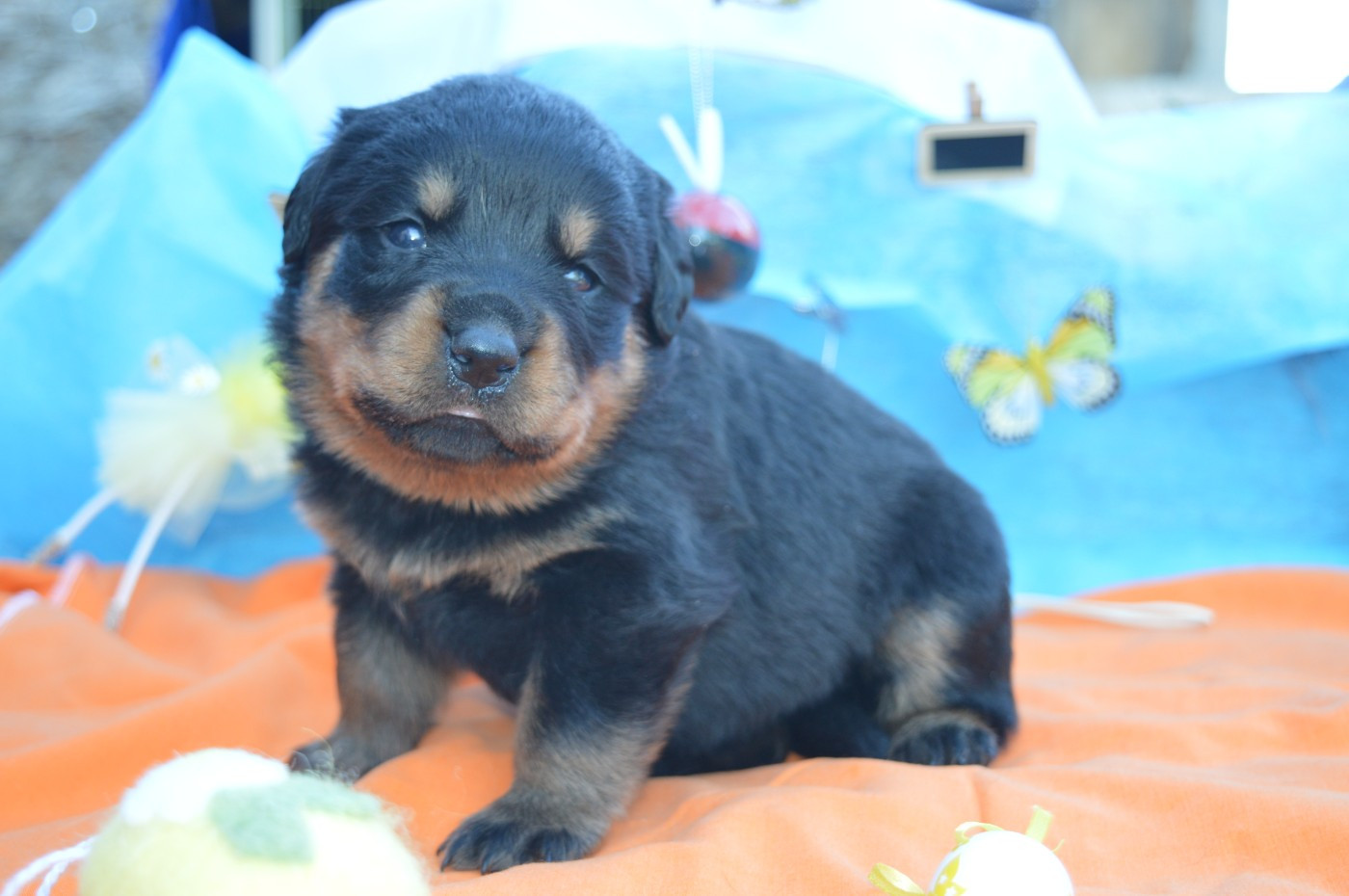 des gardiens de feu - Chiots disponibles - Rottweiler
