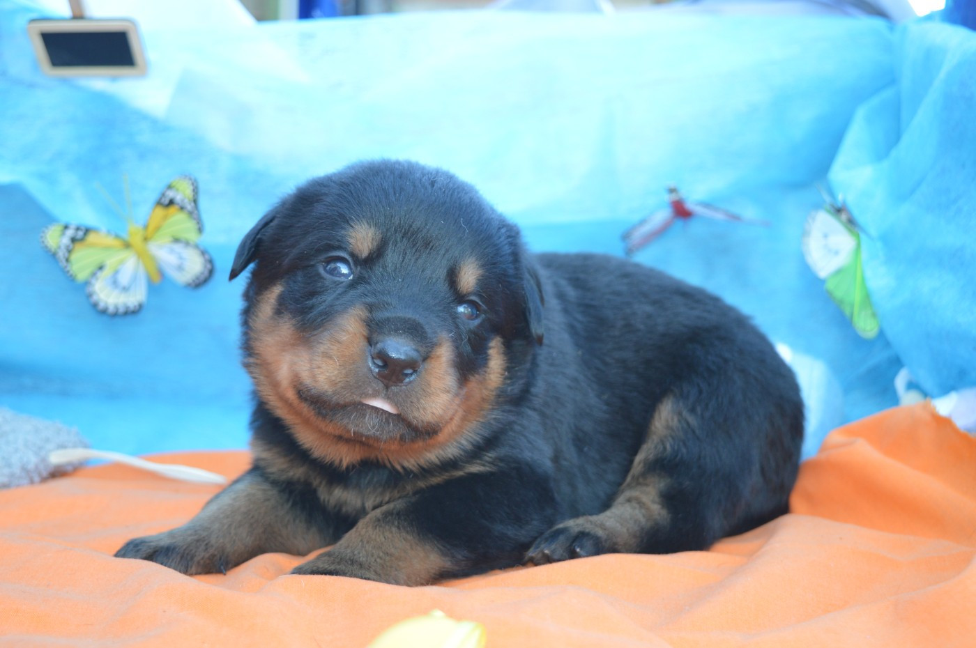 des gardiens de feu - Chiots disponibles - Rottweiler