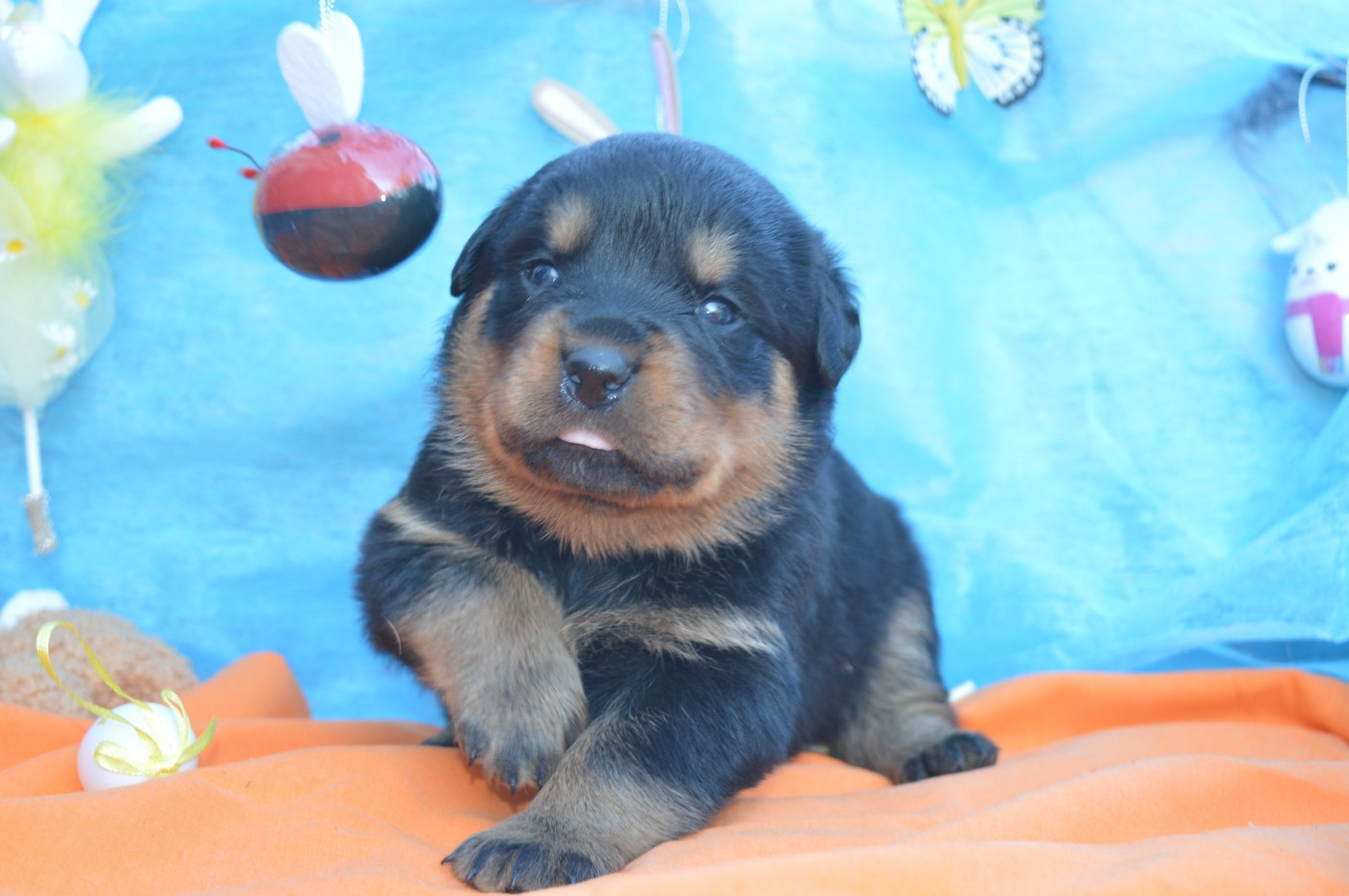des gardiens de feu - Chiots disponibles - Rottweiler