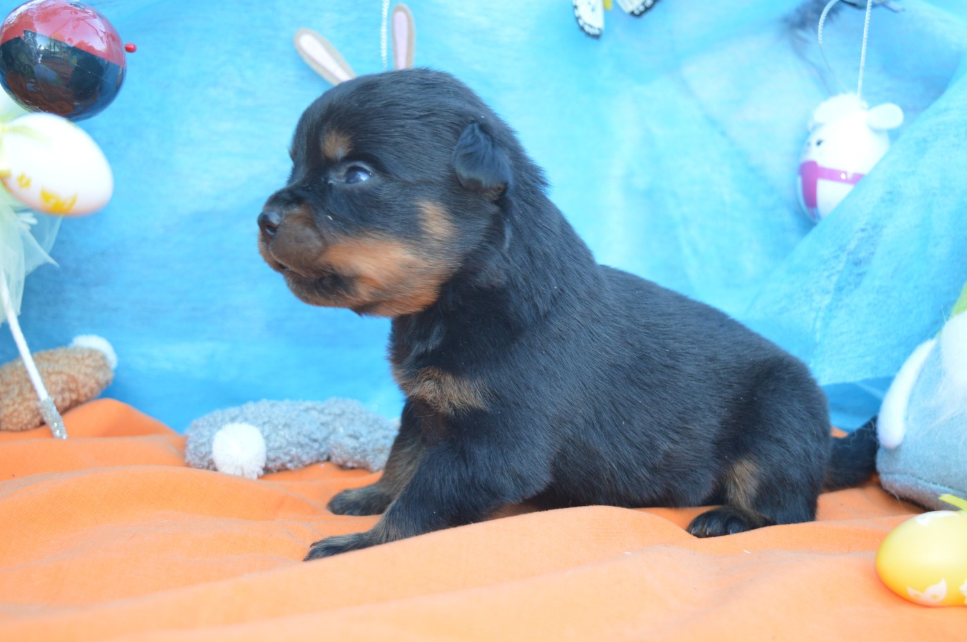 des gardiens de feu - Chiots disponibles - Rottweiler