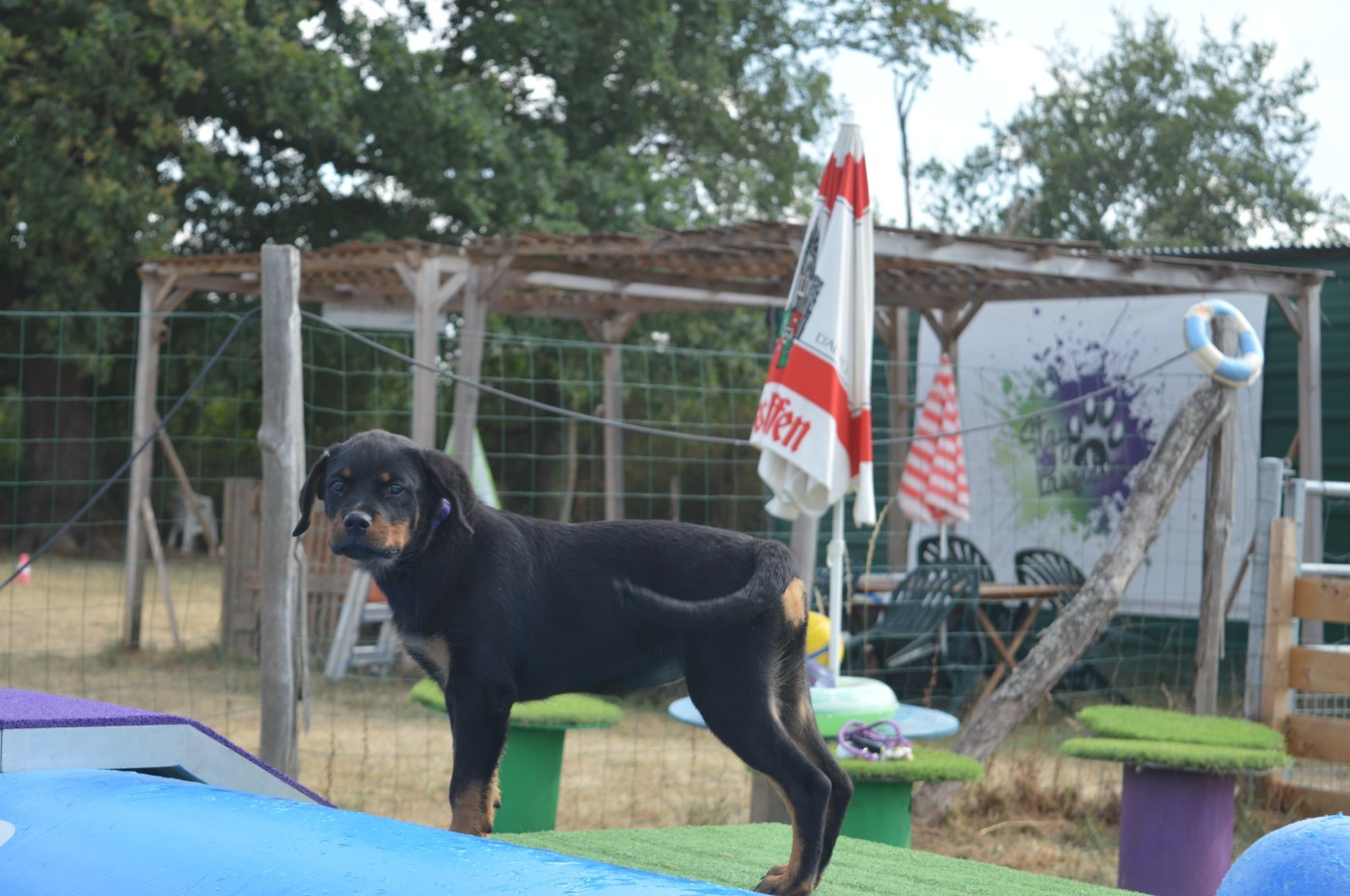des gardiens de feu - Chiots disponibles - Rottweiler