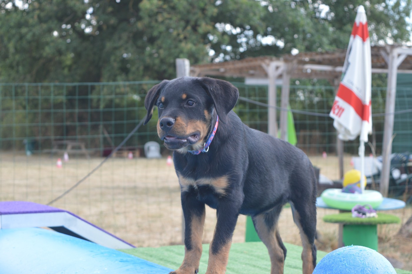 des gardiens de feu - Chiots disponibles - Rottweiler