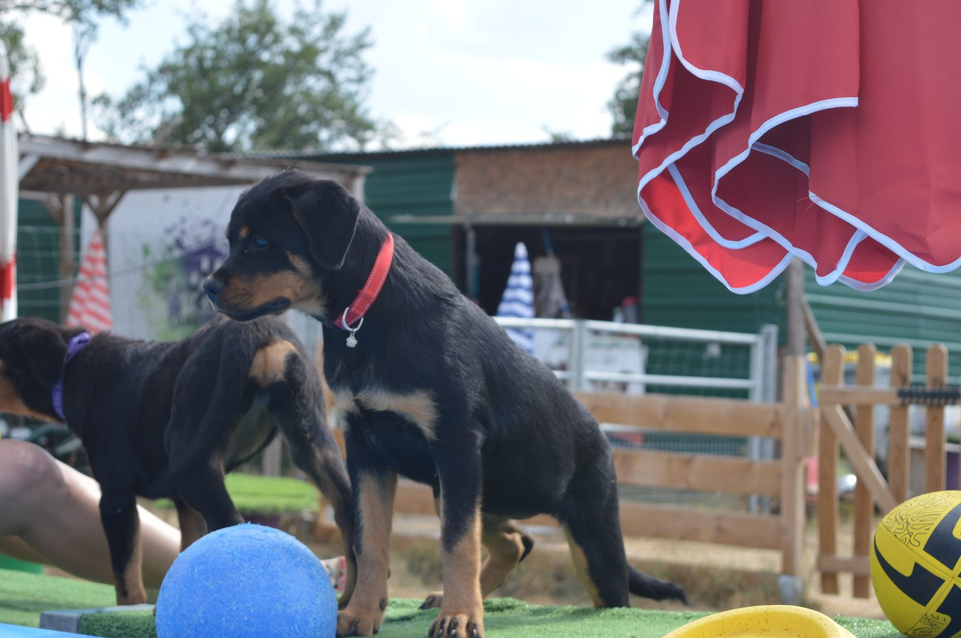 des gardiens de feu - Chiots disponibles - Rottweiler