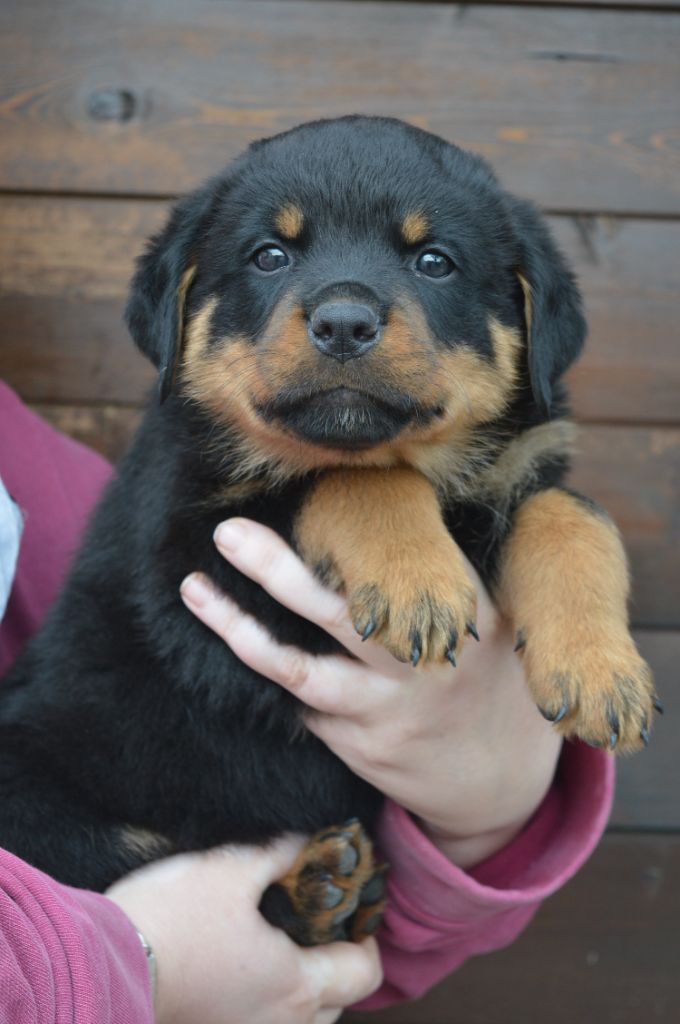 CHIOT collier bleu foncé